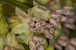 Common milkweed